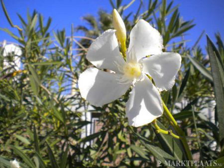 Palm, banaan, 3 x Oleander en zijdeboom zaden - Afbeelding 3