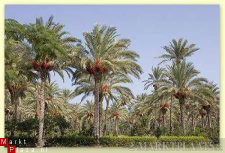 Palmzaden: 25 x Phoenix Dactilifera. Dadel palm - nr. 1