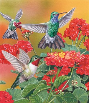 SunsOut - Hummingbirds and Flowers - 550 Stukjes Nieuw - 1
