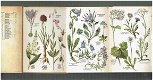 Schreibers kleiner Atlas der Alpenpflanzen - 2 - Thumbnail