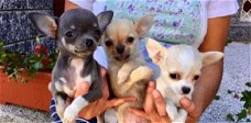 Supermooie Chihuahua pupjes.