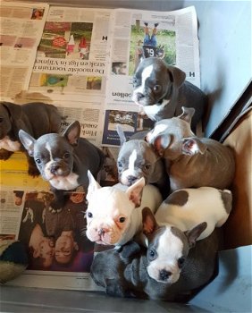 Mooie blauwe franse bulldog pups. - 1