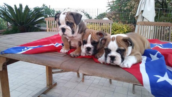 Supermooie Engelse Bulldog Pups Beschikbaar. - 1