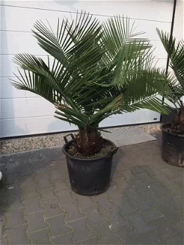 Vederpalm Jubaea Chilensis ±20 cm stamdiameter - 1