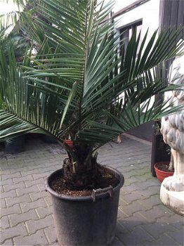 Vederpalm Jubaea Chilensis ±20 cm stamdiameter - 2