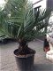 Vederpalm Jubaea Chilensis ±20 cm stamdiameter - 2 - Thumbnail