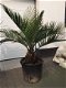 Vederpalm Jubaea Chilensis ±20 cm stamdiameter - 3 - Thumbnail