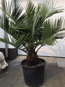 Vederpalm Jubaea Chilensis ±20 cm stamdiameter - 4