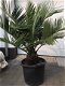 Vederpalm Jubaea Chilensis ±20 cm stamdiameter - 4 - Thumbnail