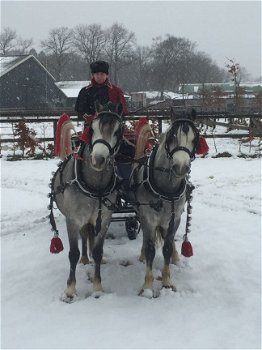 arreslee te huur voor uw evenement - 4