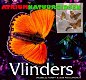 Vlinders - 0 - Thumbnail