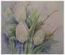 Witte tulpen - 1 - Thumbnail