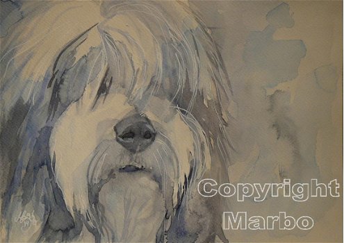 Bearded collie aquarel uit 2014 - 1