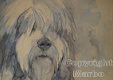 Bearded collie aquarel uit 2014 - 1 - Thumbnail