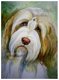 Bearded collie - 1 - Thumbnail