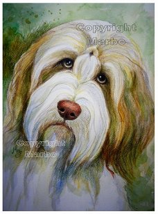 Bearded collie