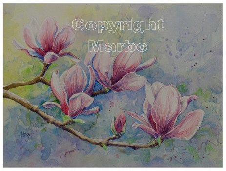 Tulpenboom (magnolia) - 1