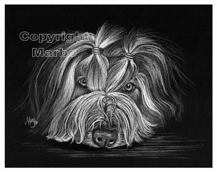 Bearded collie op zwart papier - 1