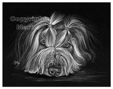 Bearded collie op zwart papier