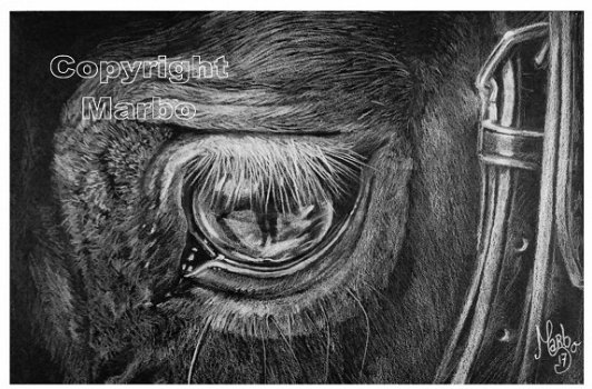 Paardenoog op zwart papier - 1