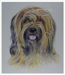 Briard tekening uit 2016