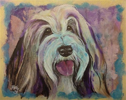 bearded collie - 1