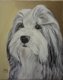 bearded collie uit 2014 - 1 - Thumbnail