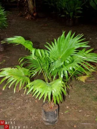 Palmzaden: 25 x Livinstonia chinensis - nr. 1