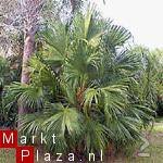 Palmzaden: 25 x Livinstonia chinensis - Afbeelding 2