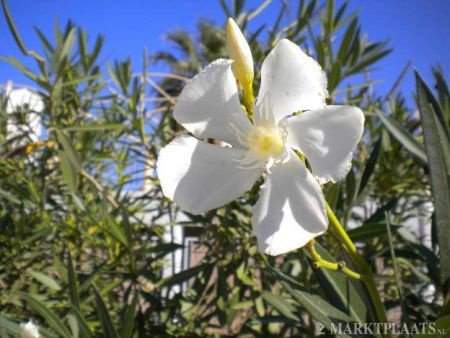 Palm, banaan, 4 x Oleander en zijdeboom zaden - Afbeelding 3