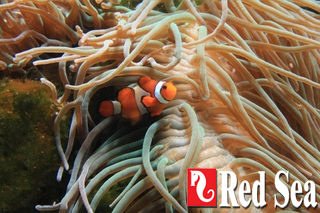 RED-40151: Red Sea Max S-Serie 500 Zwart aquarium + meubel - 3