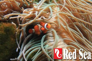 RED-40161: Red Sea Max S-Serie 650 Zwart aquarium + meubel - 2