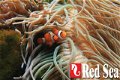 RED-40161: Red Sea Max S-Serie 650 Zwart aquarium + meubel - 2 - Thumbnail