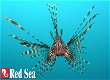 RED-40161: Red Sea Max S-Serie 650 Zwart aquarium + meubel - 3 - Thumbnail