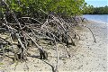 234-106211: Europet Mangrove Large - 4 - Thumbnail