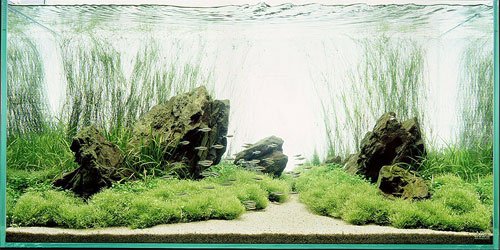 ADA001: De wondere wereld onder water - Takashi Amano - 4