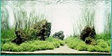 ADA001: De wondere wereld onder water - Takashi Amano - 4 - Thumbnail