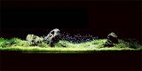ADA001: De wondere wereld onder water - Takashi Amano - 5 - Thumbnail