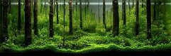 ADA001: De wondere wereld onder water - Takashi Amano - 6 - Thumbnail