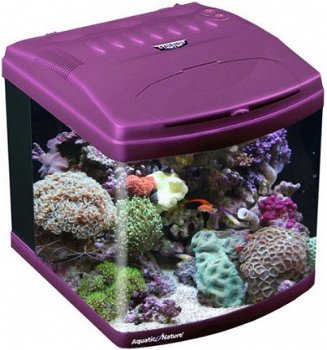 AN-02290: Aquatic Nature Evolution Purple - 1