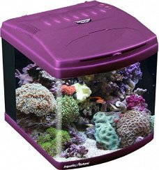AN-02290: Aquatic Nature Evolution Purple