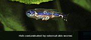 DIB-203: Prodibio Worms en Parasites Zoetwater - 4 - Thumbnail