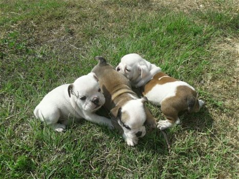 Prachtige Engelse Bulldog pups. - 1