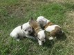 Prachtige Engelse Bulldog pups. - 1 - Thumbnail