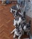 Schattige Franse Bulldog pups te koop. - 1 - Thumbnail