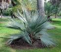Palmzaden: 10 x Nannorrhops Ritchiana - nr. 1