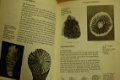 Fossielen , als hobby - 3 - Thumbnail