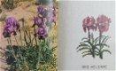 Borduren --- WILDE BLOEMEN uit het HEILIGE LAND in KRUISSTEEK --- Paula Frank-Boas - 4 - Thumbnail