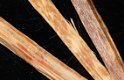 Fatwood / Maya sticks +/- 100 gram (tondel) - 5 - Thumbnail