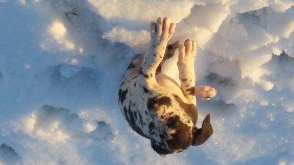 Prachtige Duitse Dog pup van paula die geboren is bij ons op de boerderij - 6